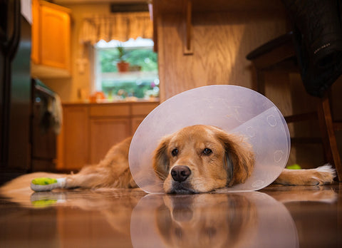 golden retriever lays on a hardwood floor with the cone of shame on. 
