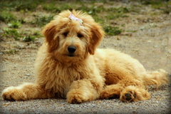 A light colored goldendoodle puppy laying on a gravel road | Bubu Brands