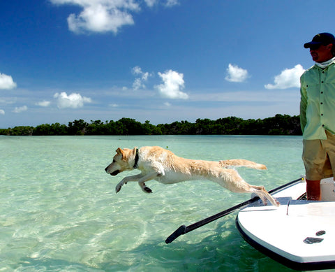 Top 10 Pet-Friendly Travel Destinations in the US| A light colored lab jumps off paddle board into clear water in Key West | Bubu Brands