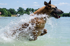 A light colored malinois dog jumping into water | Bubu Brands