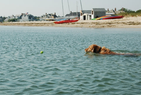 Top 10 Pet-Friendly Travel Destinations in the US | A dark colored dog swimming in dark water with Nantucket sailboats in the background | Bubu Brands