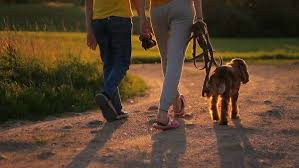 medium sized dog and the legs of two humans walking during the golden hour on a dirt path