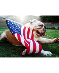 A bulldog holding an american flag | Bubu Brands