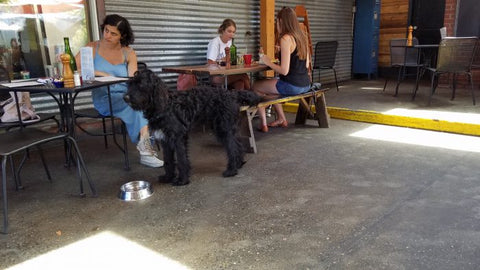 Top 10 Pet-Friendly Travel Destinations in the US | A dark colored dog with owner outside Tin Shed Garden Café | Bubu Brands