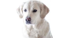 A light colored labrador retriever sitting in front of a light colored wall | Bubu Brands