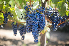 A cluster of dark grapes hanging from a bright tree | Bubu Brands