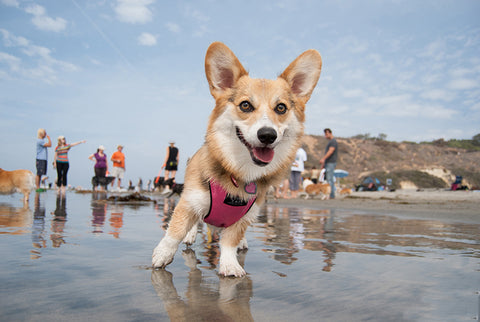 Top 10 Pet-Friendly Travel Destinations in the US| A multi light colored corgi on a beach in San Diego with a bright colored harness on looking at the camera | Bubu Brands