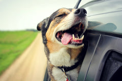 Tri colored dog rides in a car with its head out the window and tongue out. It appears to be smiling. | Bubu Brands