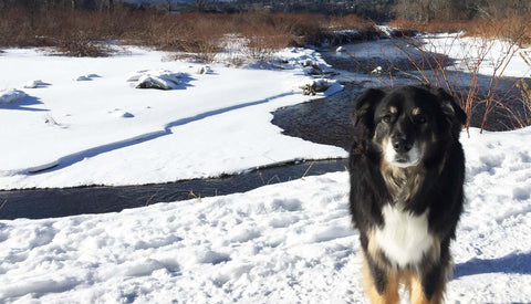 Top 10 Pet-Friendly Travel Destinations in the US| A multi colored dark and light colored dog standing next to a stream with snow all around | Bubu Brands