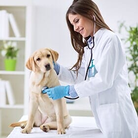 Female vet stands with stethoscope listening to the breath sounds of a small yellow puppy