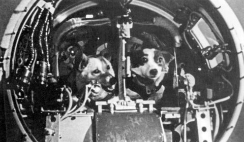 Sputnik Space Dogs