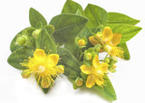 St. John's Wort