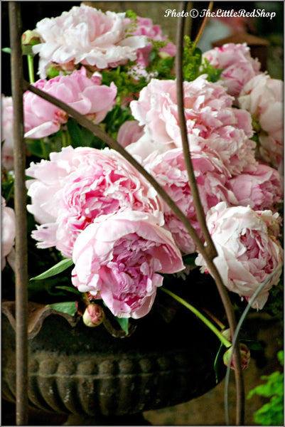 Pink Peonies photo by The Little Red Shop