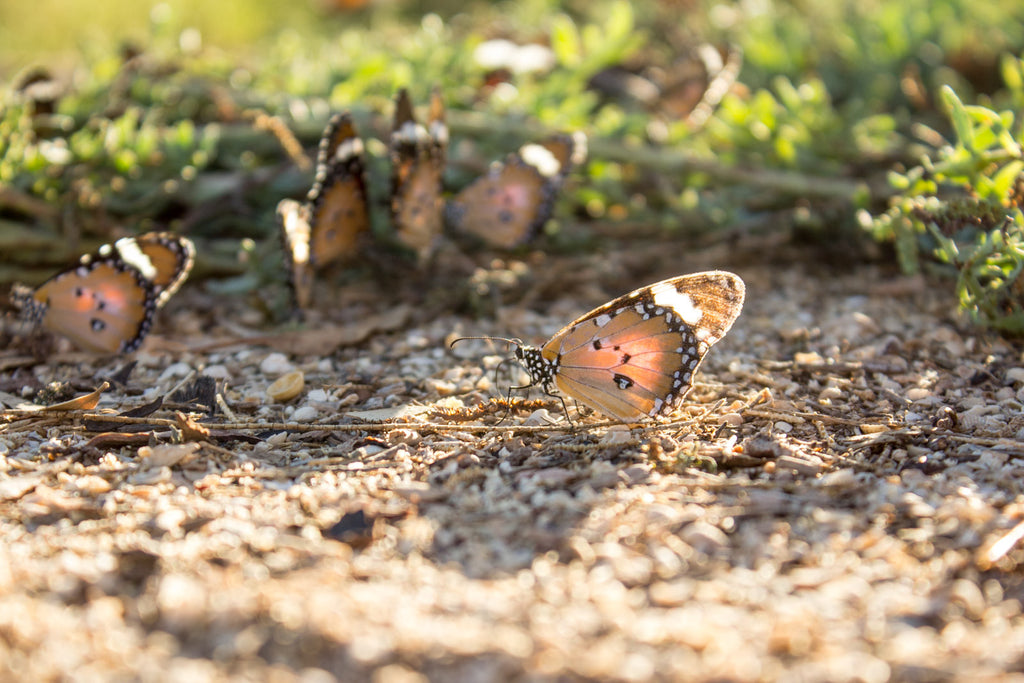 butterflies of hamelin pool