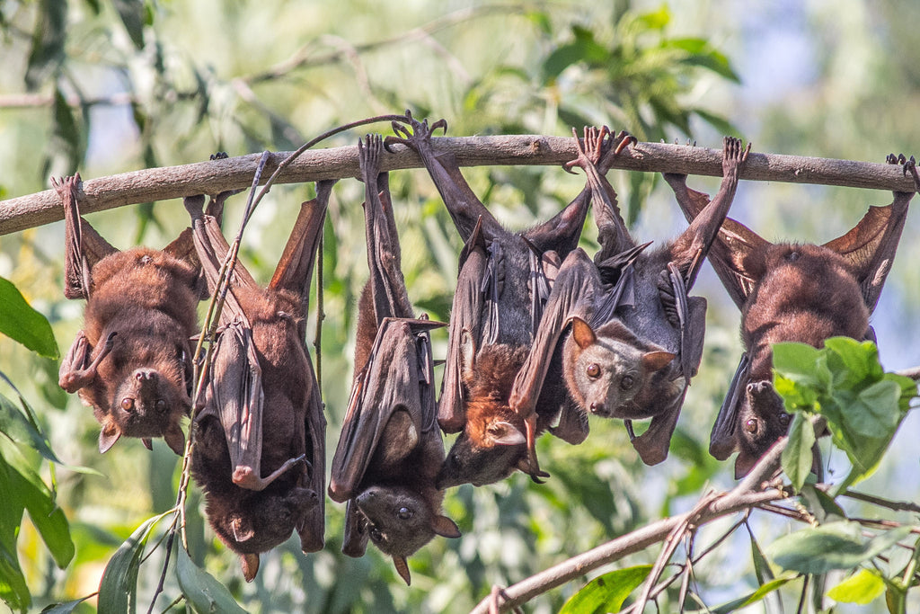 some bats hanging from trees