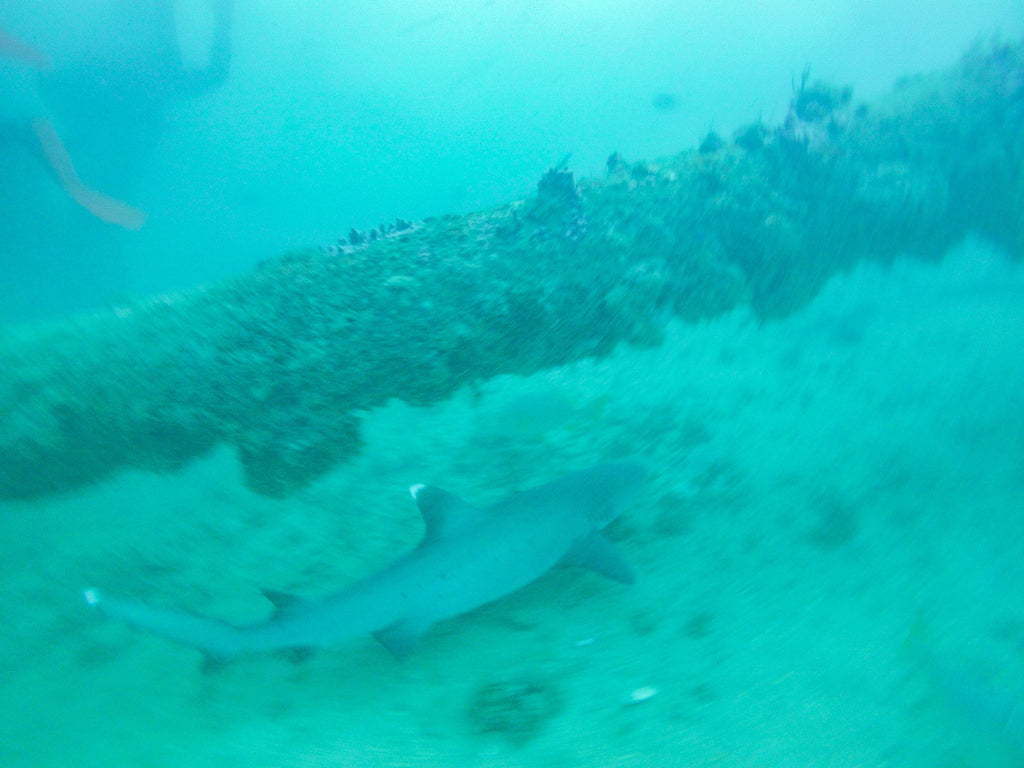 white tip shark