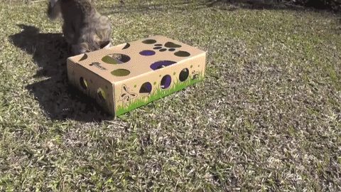 Cat Amazing Puzzle Feeder sliding!