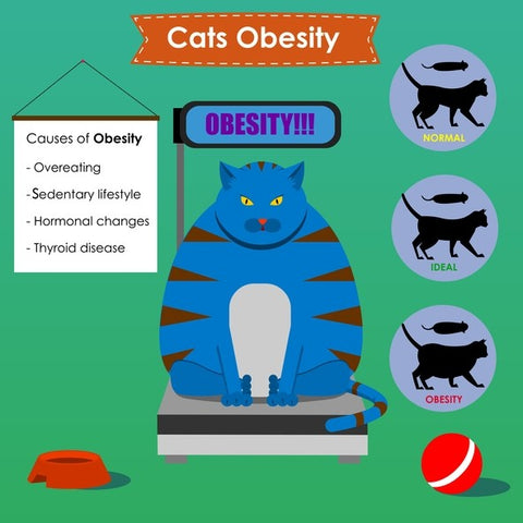 cat obesity infograph