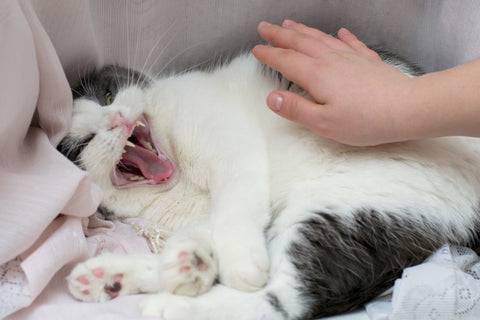 causes of cat aggression