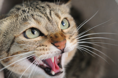 types of cat aggression