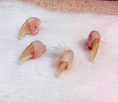 No declawing - cat nails