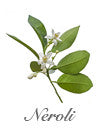 Neroli