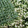 4 Panels White Tip Green Boxwood Hedge Genlisea Garden Wall Backdrop Mat