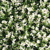 4 Panels White Tip Green Boxwood Hedge Genlisea Garden Wall Backdrop Mat#whtbkgd