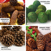 9 Pack Natural Pine Cones and Moss Balls Assorted Potpourri Vase Fillers Bowl DIY Table Decorations