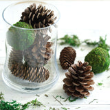 9 Pack Natural Pine Cones and Moss Balls Assorted Potpourri Vase Fillers Bowl DIY Table Decorations