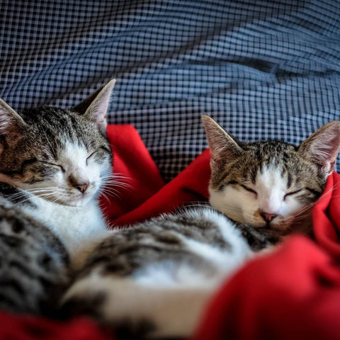 sleepy-cats.jpg