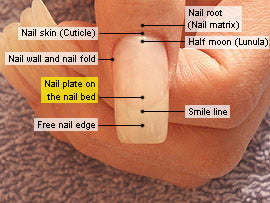 Nail Folds - NailKnowledge