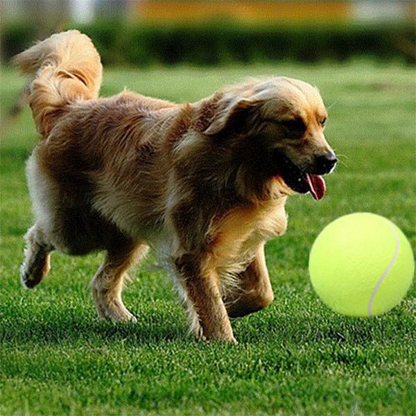 big tennis ball for dogs