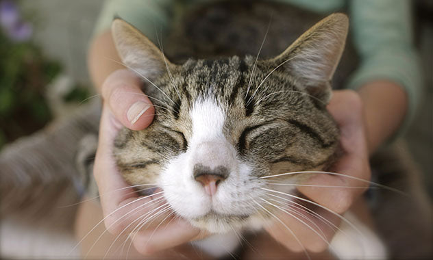 home remedies for cats with breathing problems