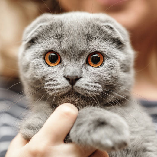 Getting to Know Your Scottish Fold Cat – petnet.io