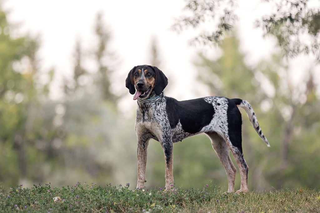 types of hound dogs