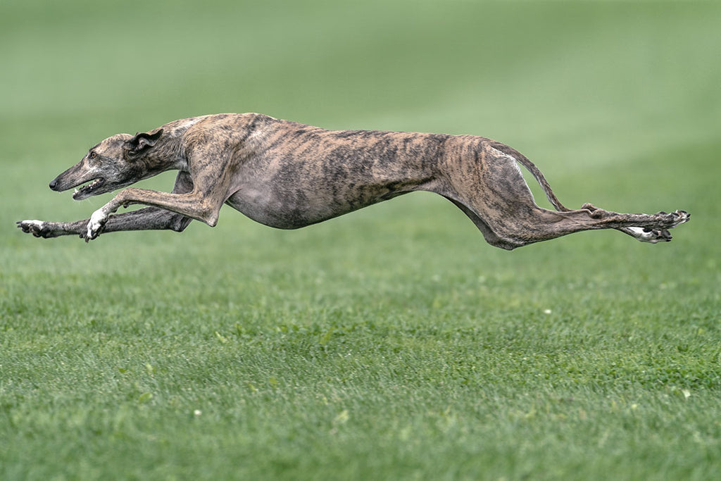 greyhound dog
