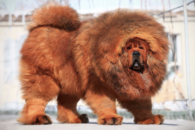 dog breeds that are cute