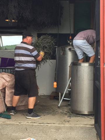 Lavender Distillation, NZ Hamilton Lavender Farm