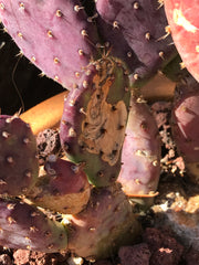 Scarred Opuntia cactus showing signs of cactus worm 'Cactus borrer' 