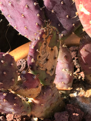 Scarred Opuntia cactus showing signs of cactus worm 'Cactus borrer'