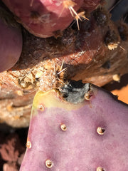 Opuntia pad with black hole from cactus borrer
