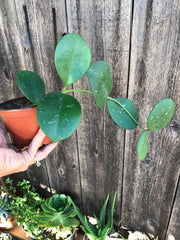 Hoya obovata shown in a 4 inch pot with wide splash pattern semi-succulent leaves
