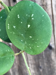 Hoya obovata wide oval leaves with splash markings on this semi-succulent house plant