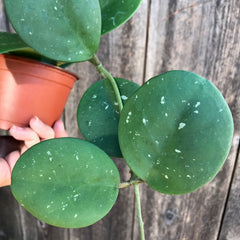 Hoya obovata grows large oval leaves on long trailing stems
