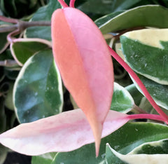 Hoya carnosa 'Krimson Queen' Zensability house plant