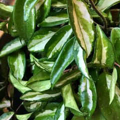 Hoya carnosa 'Krimson Princess' Zensability house plant