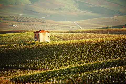 Squadra - Vineyards of Alcamo, Sicily