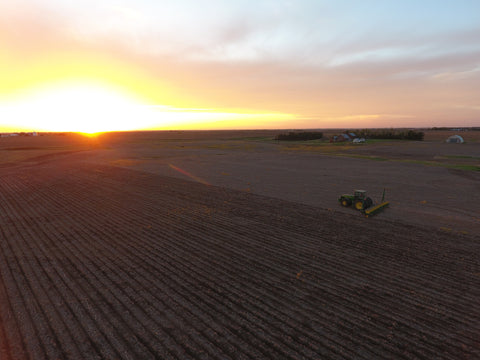 Planting popcorn at sunset