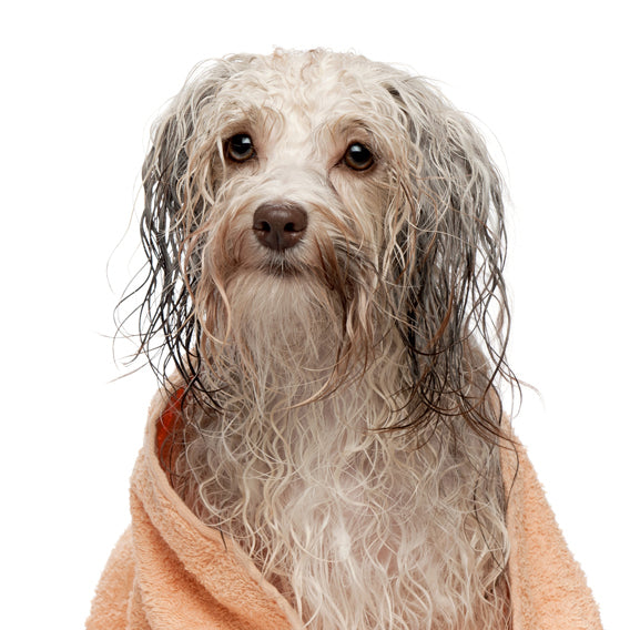 Hamish McBeth Dog Shampoo